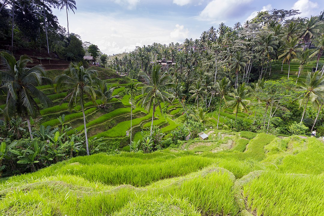 Mengenal Nilai Budaya dan Makna Filosofi Subak. Sistem Irigasi Tradisional di Tabanan Bali yang Sudah Diakui UNESCO