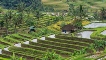 Mengenal Nilai Budaya dan Makna Filosofi Subak. Sistem Irigasi Tradisional di Tabanan Bali yang Sudah Diakui UNESCO