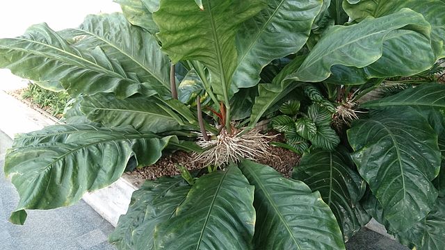 jenis anthurium gelombang cinta