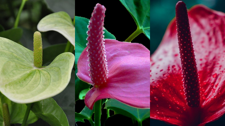7 Tanaman Hias Jenis Anthurium yang Kaya Manfaat. Cantik-cantik Semua! 21 jenis anthurium