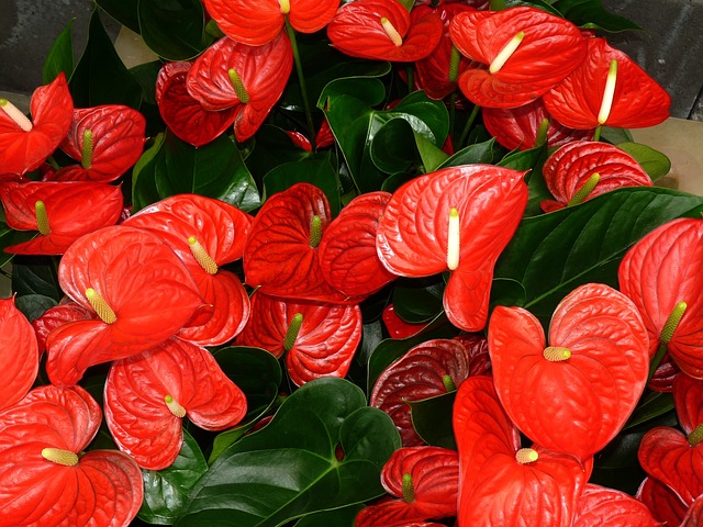 7 Tanaman Hias Jenis Anthurium yang Kaya Manfaat. Cantik-cantik Semua! 19 jenis anthurium