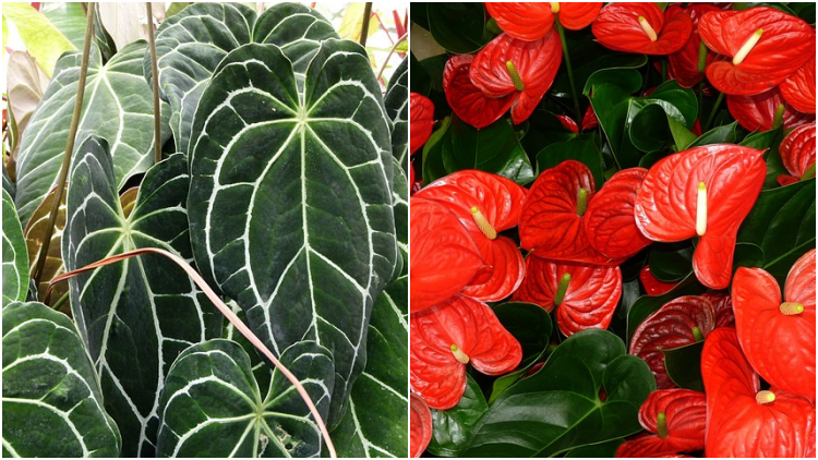 7 Tanaman Hias Jenis Anthurium yang Kaya Manfaat. Cantik-cantik Semua!