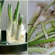 Cara Menanam Daun Bawang dengan Mudah, Pakai Sisa Bahan di Dapur Bisa!