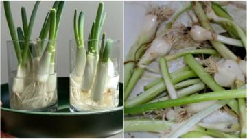 Cara Menanam Daun Bawang dengan Mudah, Pakai Sisa Bahan di Dapur Bisa!