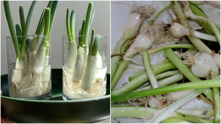 Cara Menanam Daun Bawang dengan Mudah, Pakai Sisa Bahan di Dapur Bisa!