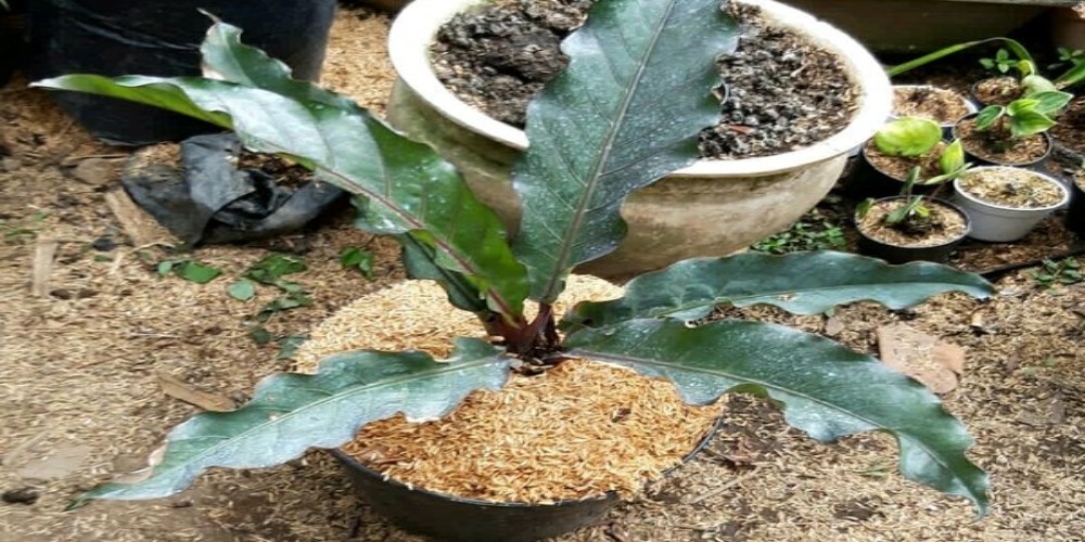 7 Tanaman Hias Jenis Anthurium yang Kaya Manfaat. Cantik-cantik Semua! 18 jenis anthurium keris