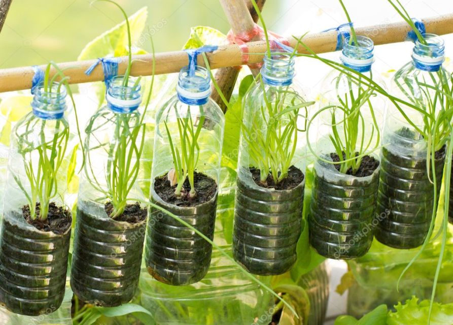 Cara Menanam Daun Bawang dengan Mudah, Pakai Sisa Bahan di Dapur Bisa!