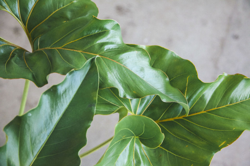 7 Tanaman Hias Jenis Anthurium yang Kaya Manfaat. Cantik-cantik Semua! 16 jenis anthurium corong