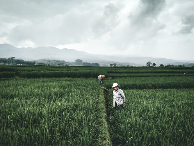 manfaat oli bekas untuk tanaman