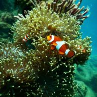 Apakah Ikan Membutuhkan Vitamin C