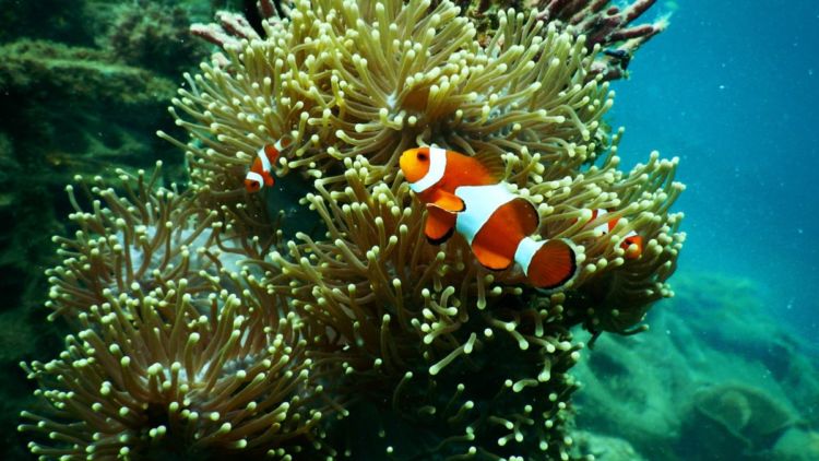 Apakah Ikan Membutuhkan Vitamin C