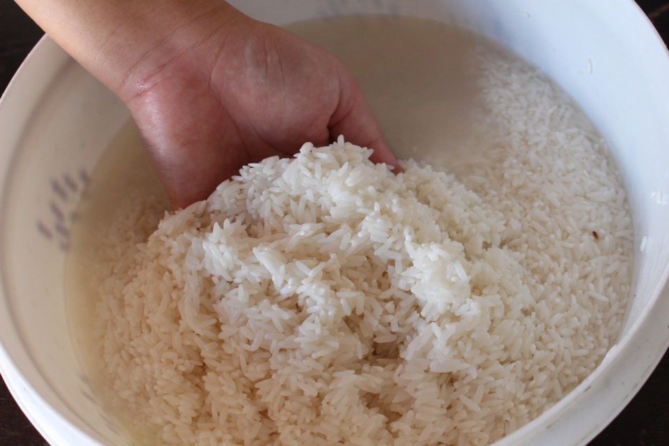 Cara menyiram tanaman dengan air cucian beras