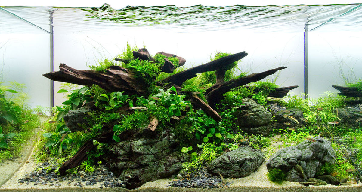 Membuat Aquascape Simple Minimalis