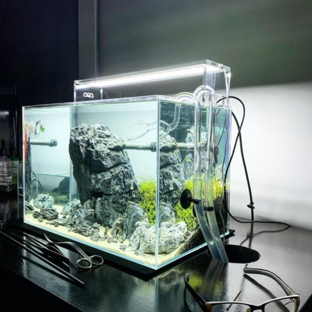 cara membuat aquascape tanpa CO2