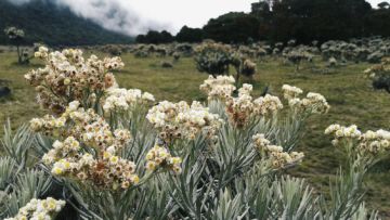 Petik Edelweis di Taman Nasional Gunung Rinjani, Sepasang Wisatawan di-Blacklist Selama Dua Tahun