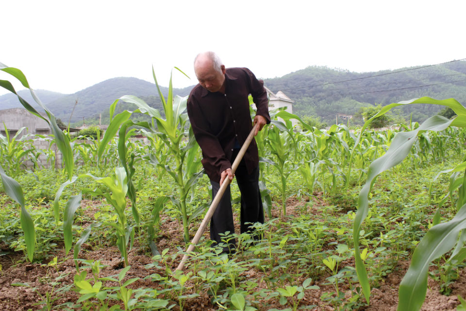 cara menanam jagung agar buahnya besar