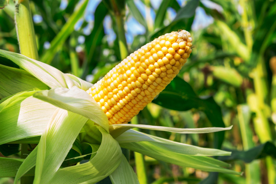 cara menanam jagung manis