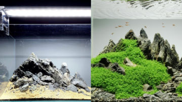 6+ Cara Buat Aquascape Simple Minimalis Tanpa CO2