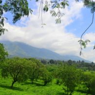 #DestinasiHipwee- Kebun Teh Wonosari, Wisata Asik yang Tak Kalah Menarik