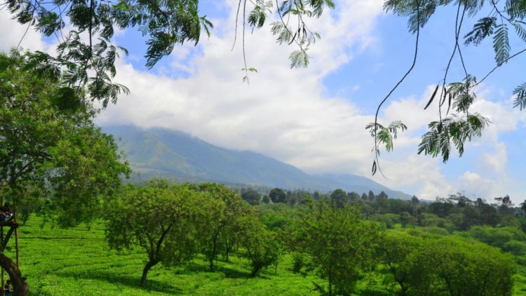 #DestinasiHipwee- Kebun Teh Wonosari, Wisata Asik yang Tak Kalah Menarik
