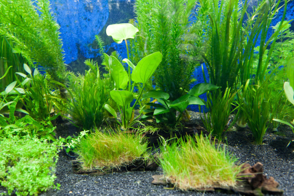 cara membuat aquascape natural