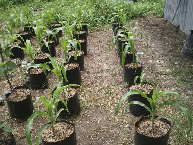 cara menanam jagung di dalam pot