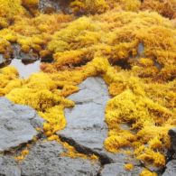 Mari Kenali Cara Rumput Laut Berfotosintesis