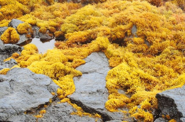 Mari Kenali Cara Rumput Laut Berfotosintesis