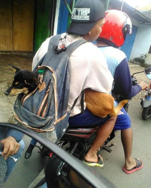 11 Potret Absurd Bapak-Bapak dengan Binatang Kesayangannya. Jangan Sampai Bapakmu Begini!