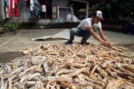 Sejarah Thiwul yang Pernah Menyelamatkan di Masa Krisis, Begini Cara Membuatanya