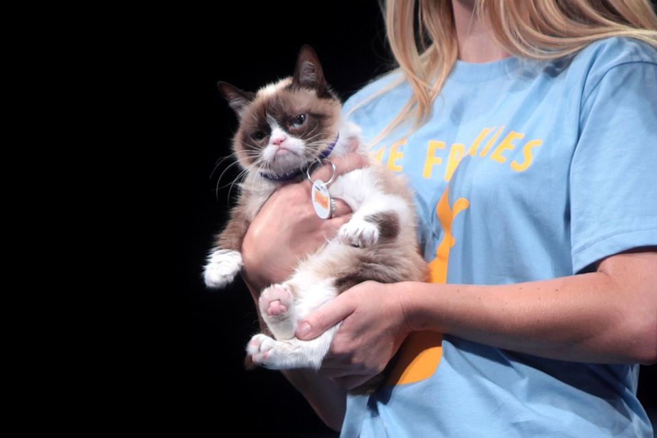 Konten Kucing Selalu Meluluhkan Hati di Dunia Maya. Kok Bisa Ya Manusia Tergila-gila?