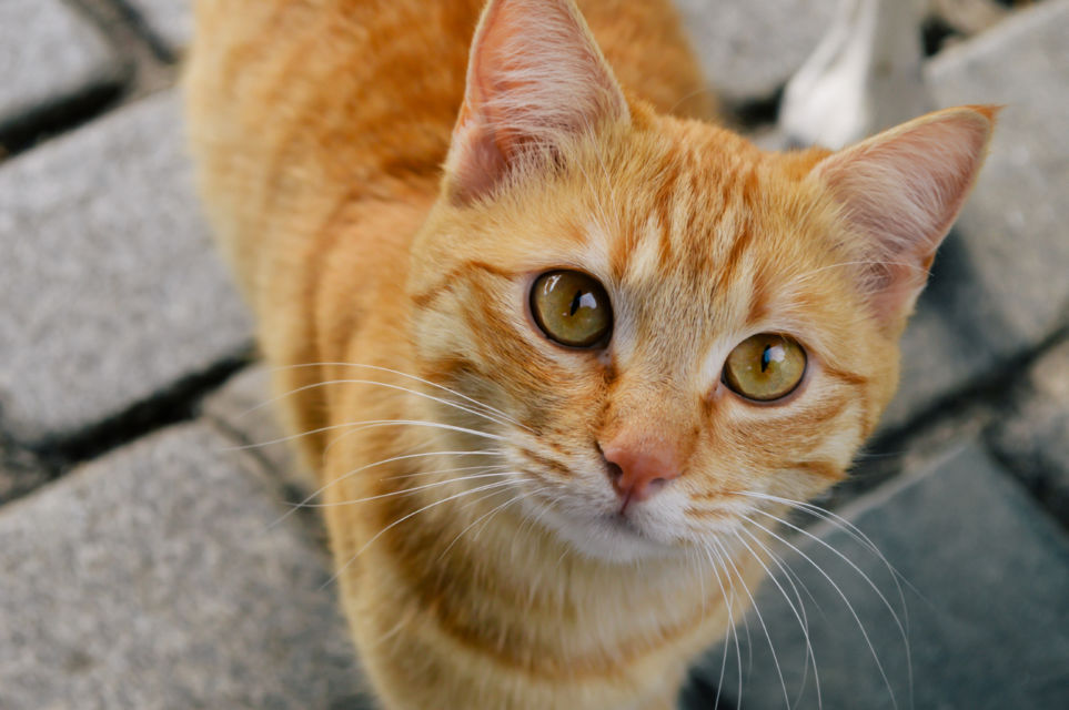 Konten Kucing Selalu Meluluhkan Hati di Dunia Maya. Kok Bisa Ya Manusia Tergila-gila?