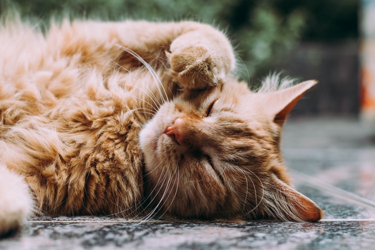 manfaat kucing bagi manusia