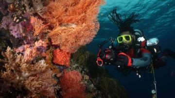 Menyimpan Kekayaan Alam yang Menakjubkan. Yuk Kita Kenali Lebih Jauh Taman Nasional Teluk Cendrawasih Papua