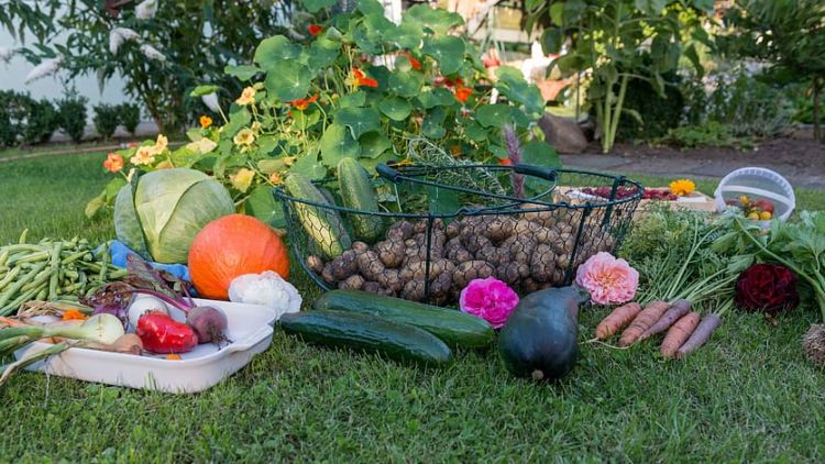 7 Cara Menanam Sayuran Organik di Rumah. Bebas Kimia, Tinggal Panen Aja