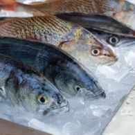 Tips Memilih Ikan Segar Sesuai Jenisnya. Jangan Asal, Bisa Keracunan!