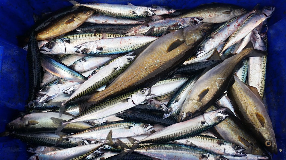 Tips Memilih Ikan Segar Sesuai Jenisnya. Jangan Asal, Bisa Keracunan!