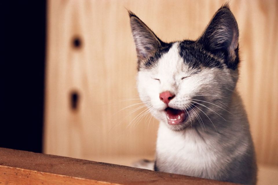 8 Perilaku Manusia yang Dibenci Kucing. Dia Bisa Kesepian dan Cemburu, lo!