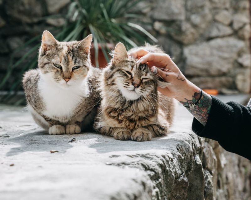 8 Perilaku Manusia yang Dibenci Kucing. Dia Bisa Kesepian dan Cemburu, lo!