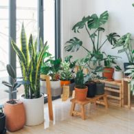 10 Tanaman Indoor yang Nggak Perlu Tiap Hari Menyiramnya. Enak Dilihat!