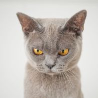 8 Perilaku Manusia yang Dibenci Kucing. Dia Bisa Kesepian dan Cemburu, lo!