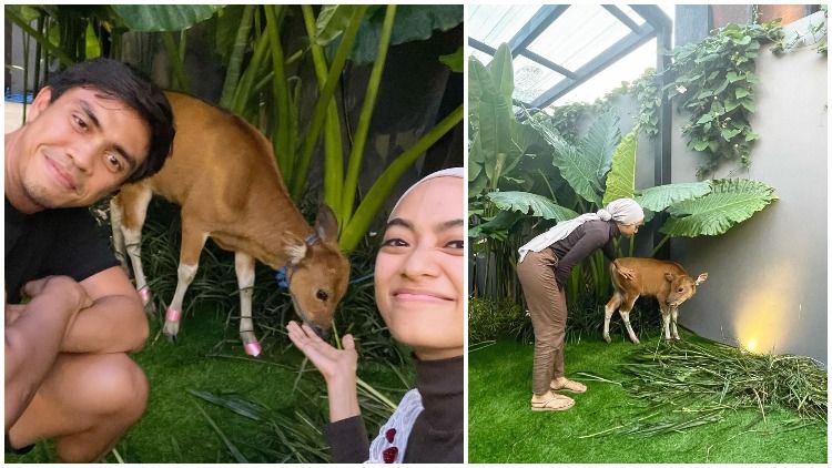 Unik dan Out of The Box, Ayudia Bing Slamet Dapat Kado Ulang Tahun Anak Sapi dari Sang Suami