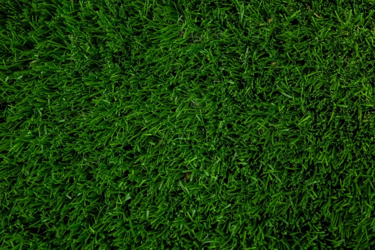 8 Jenis Rumput Taman untuk Mempercantik Halaman Rumah. Tahan Injak!