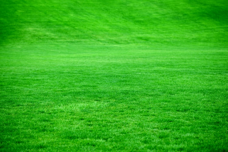 8 Jenis Rumput Taman untuk Mempercantik Halaman Rumah. Tahan Injak!
