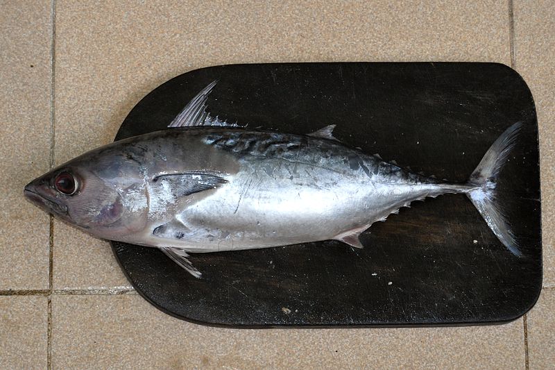 Tips Memilih Ikan Segar Sesuai Jenisnya. Jangan Asal, Bisa Keracunan!