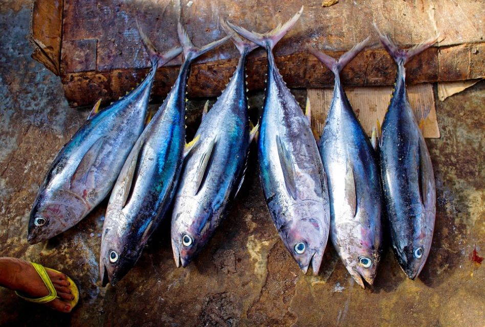 Tips Memilih Ikan Segar Sesuai Jenisnya. Jangan Asal, Bisa Keracunan!