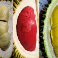 Daftar Jenis Durian Unggul yang Enak & Paling Favorit