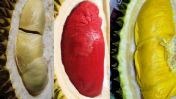 Daftar Jenis Durian Unggul yang Enak & Paling Favorit