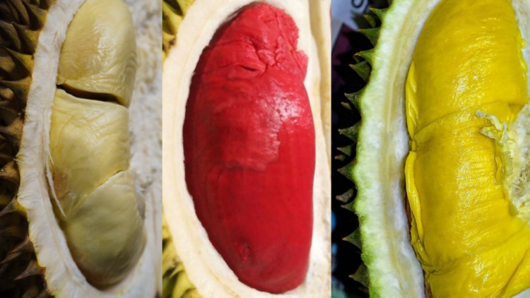 Daftar Jenis Durian Unggul yang Enak & Paling Favorit