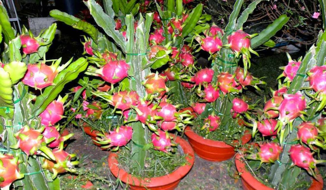 6 Cara Menanam Buah Naga dengan Beragam Media, Termasuk Pot dan Penyangga